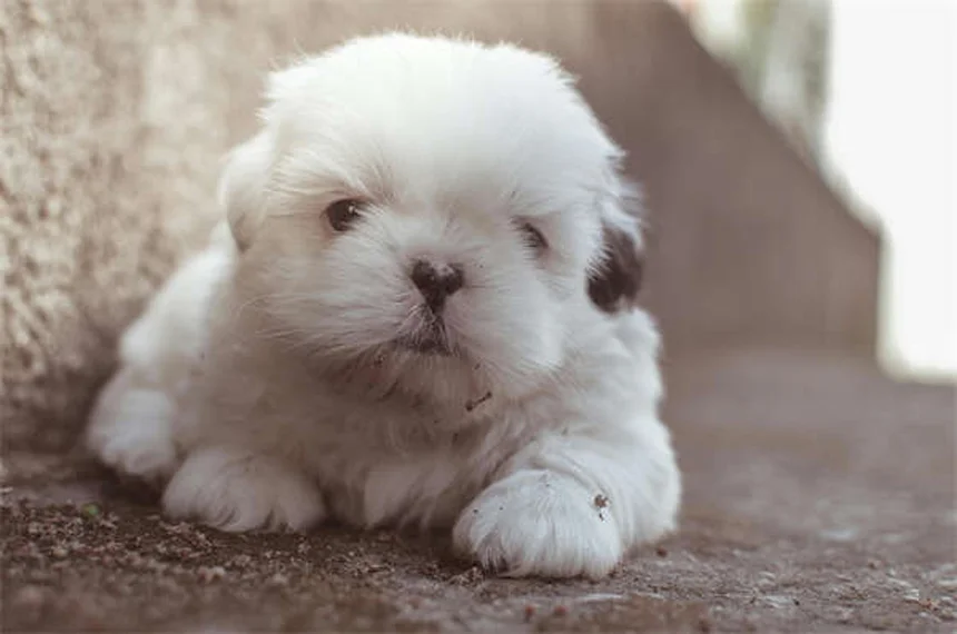 犬の口臭が気になる？原因と自宅でできる対策5選