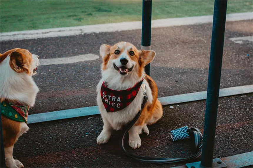 犬の皮膚タグとは？原因から治療・予防法まで徹底解説