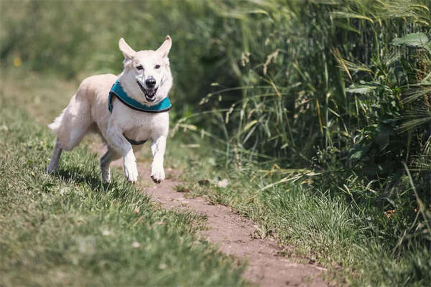 犬が神経質になる原因は飼い主？行動と対処法を解説