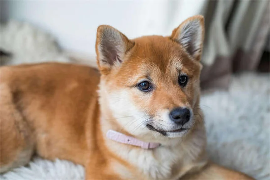 犬のオートミール風呂｜痒み・乾燥肌に効く作り方と効果的な入れ方