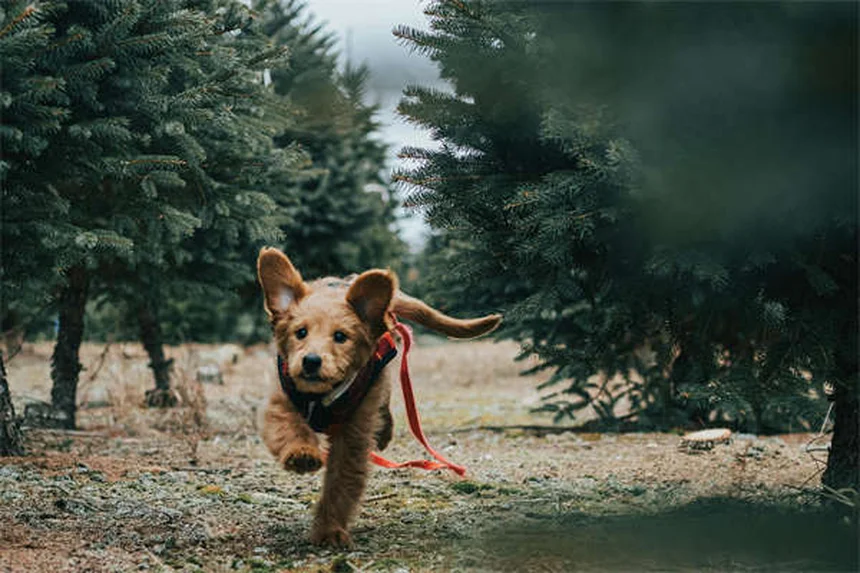 犬の甲状腺治療薬「Thyro-Tabs®」とは？効果・副作用・正しい使い方を徹底解説