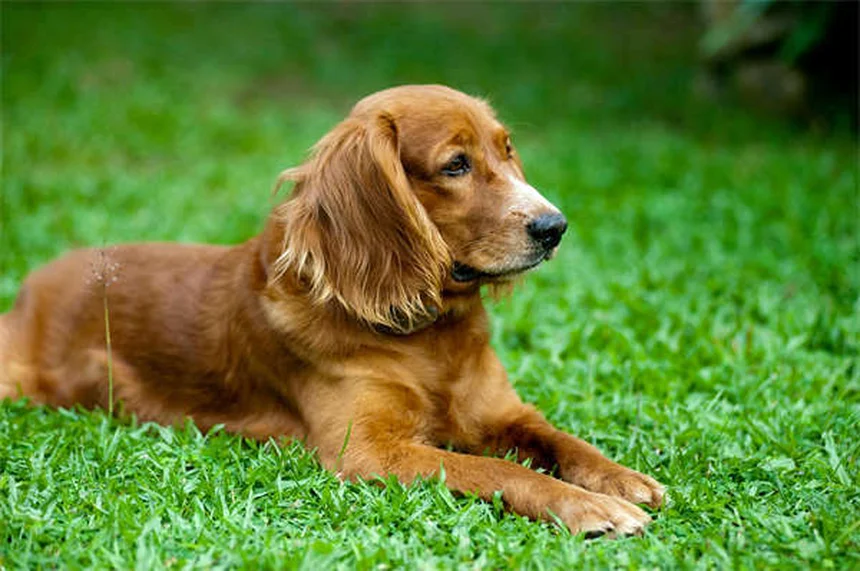 犬パルクールとは？初心者でもできる始め方とコツ