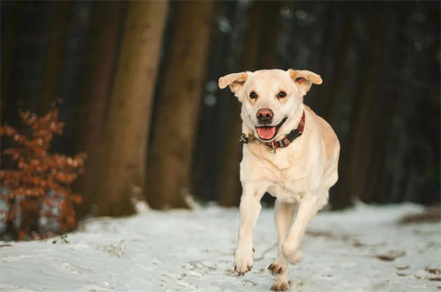 犬がいびきをかく理由とは？原因と対処法を獣医師が解説