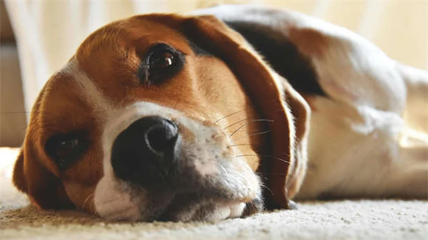 マルボフロキサシンの副作用と安全な使い方：犬猫の注意点を解説