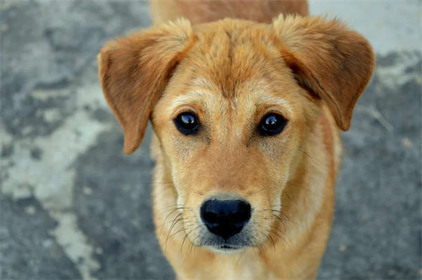 犬のトレーニングがうまくいかない！うっかり再トレーニングを防ぐ3つの対策