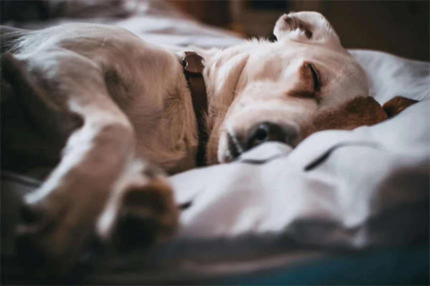犬のトレーニングがうまくいかない！うっかり再トレーニングを防ぐ3つの対策