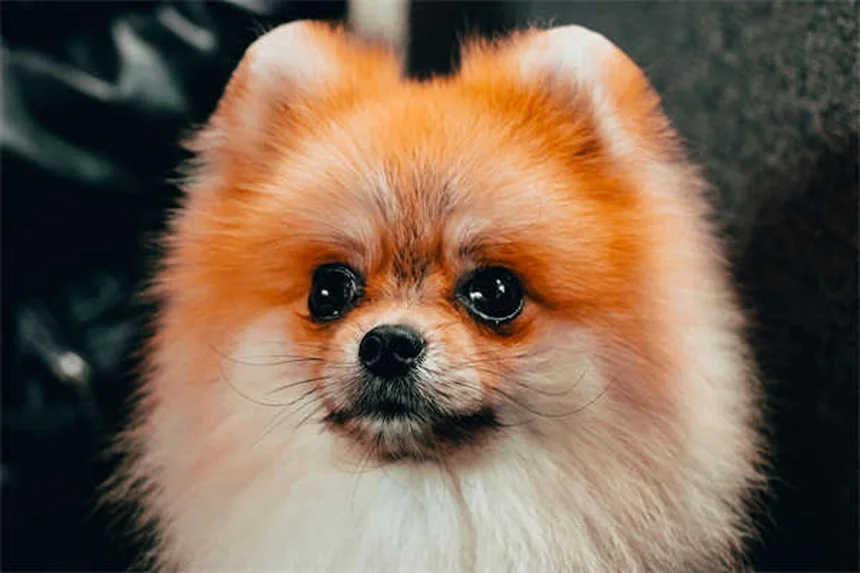 愛犬の破壊行動を防ぐ、7つの具体的な解決策
