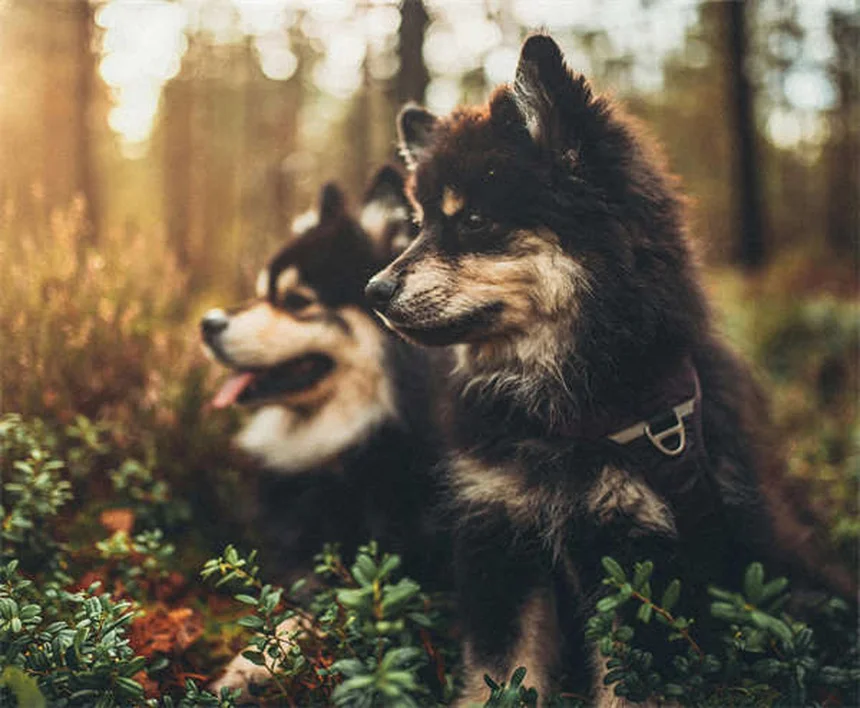 新生子犬の12の驚きの事実：知っておきたい飼い主の常識