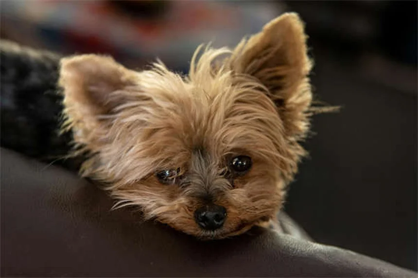 新生子犬の12の驚きの事実：知っておきたい飼い主の常識
