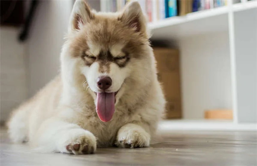 愛犬・愛猫がパーティーで怖がる？事前準備でストレスを激減させる方法