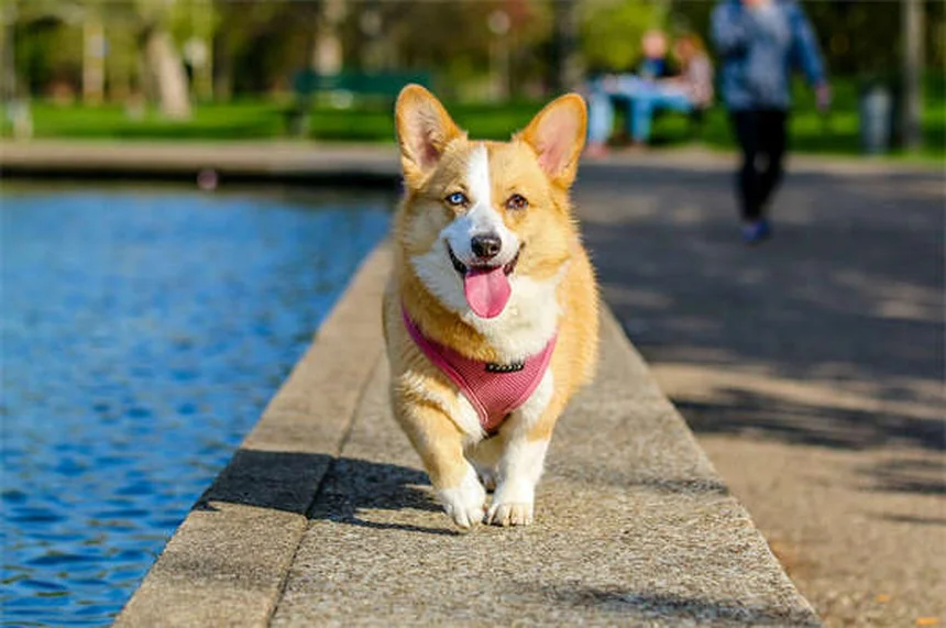 愛犬・愛猫がパーティーで怖がる？事前準備でストレスを激減させる方法