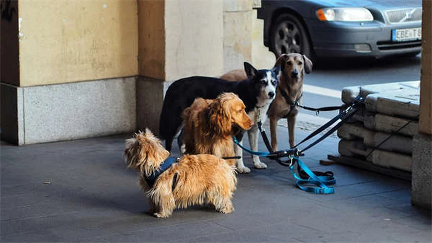 犬用サプリメント、本当に必要？獣医師が教える選び方と注意点
