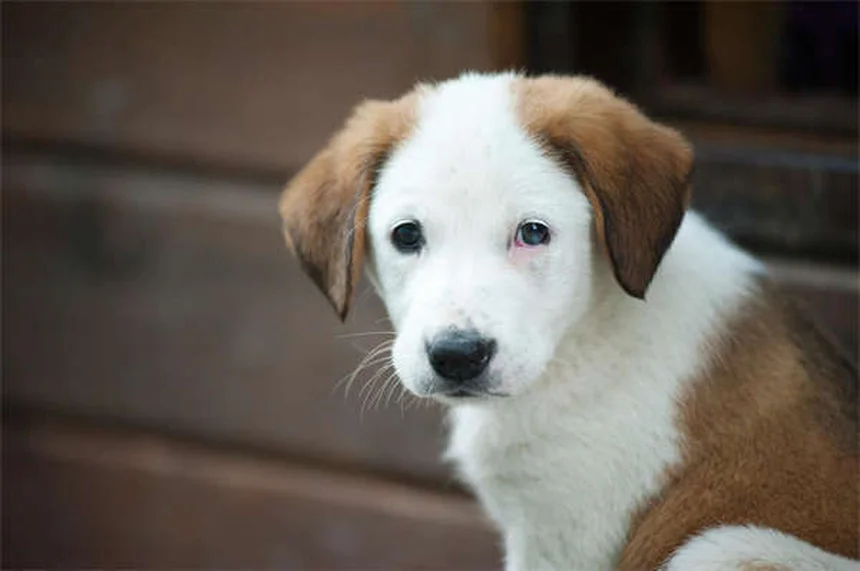 アルビノ犬とは？特徴・健康リスク・正しいお世話の方法を徹底解説