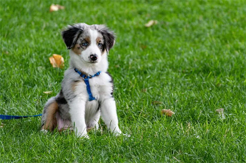 アルビノ犬とは？特徴・健康リスク・正しいお世話の方法を徹底解説