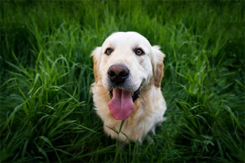 アルビノ犬とは？特徴・健康リスク・正しいお世話の方法を徹底解説