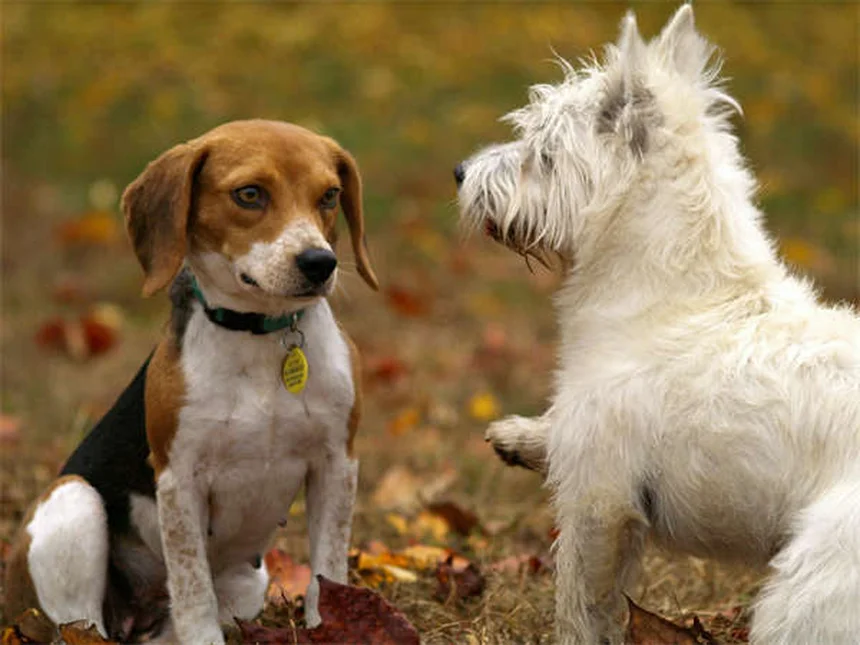 犬のアレルギーに効くホリスティック治療5選と自然療法の限界を解説