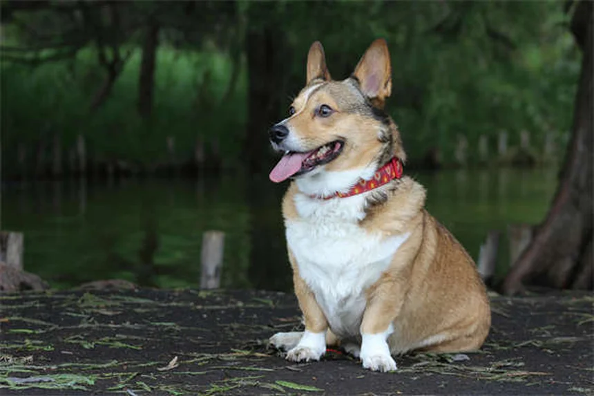犬のアレルギーに効くホリスティック治療5選と自然療法の限界を解説