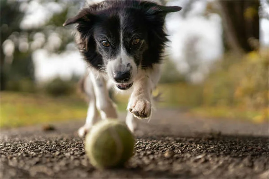 犬のDNA検査キットは本当に役立つ？メリットと選び方のすべて