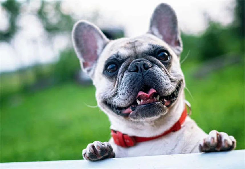 アルビノ犬とは？特徴・健康リスク・正しいお世話の方法を徹底解説