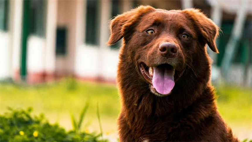 犬のリフレクソロジー：愛犬との絆を深める足裏マッサージの効果と注意点
