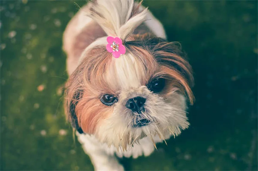 特定犬種規制（BSL）の問題点とは？ピットブル規制の現状と飼い主責任法の重要性