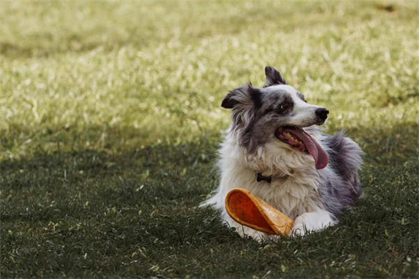 犬のおしっこの臭いを完全に消す方法｜カーペット・ソファ・床別の対処法