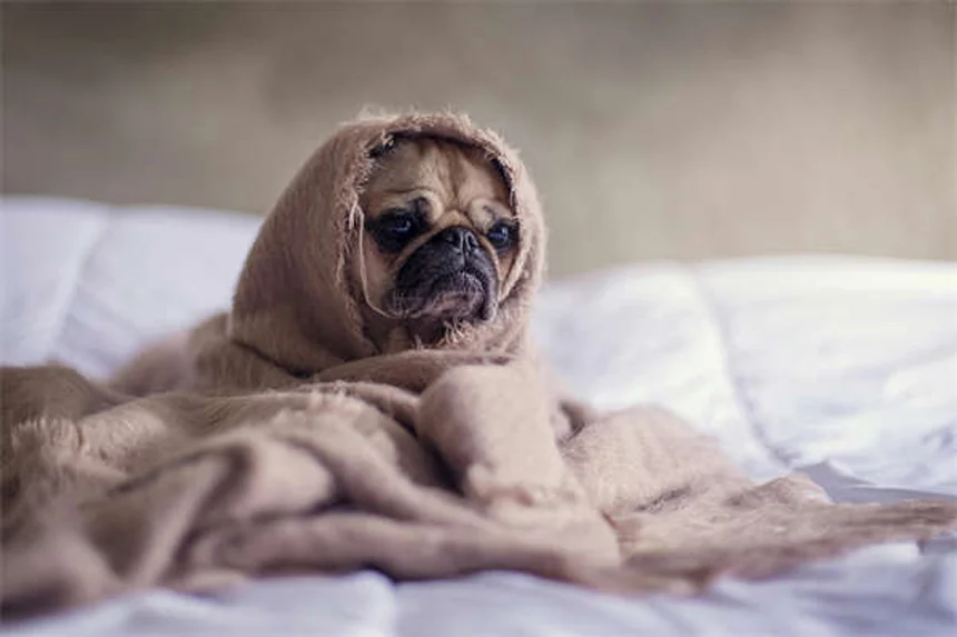 ペット保険の料金相場は？犬と猫の月額費用を徹底比較