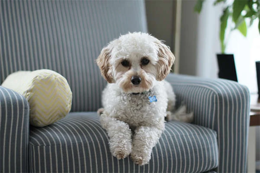 ペット保険の料金相場は？犬と猫の月額費用を徹底比較
